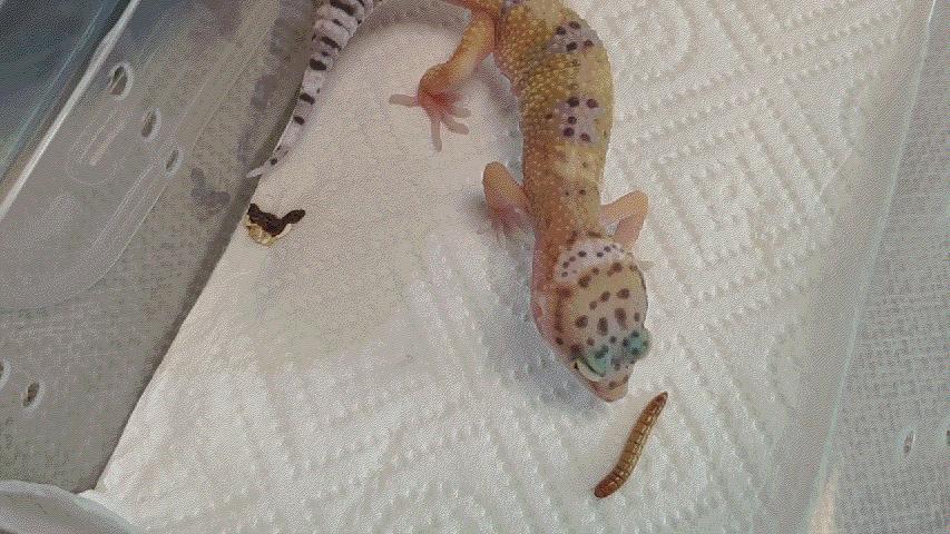 饲养可爱又呆萌傻傻的豹纹守宫,如何饲养好一只豹纹守宫