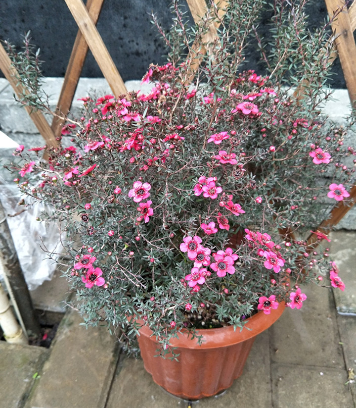 涓夌鑺卞ソ鐪嬪ソ鍏诲張濂介椈,涓夌鑺卞啀婕備寒涔熶笉瑕佸吇