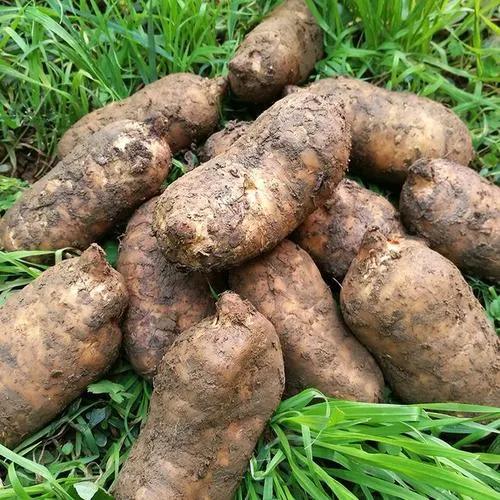 天麻可以预防半身不遂吗,天麻钩藤饮治疗半身不遂