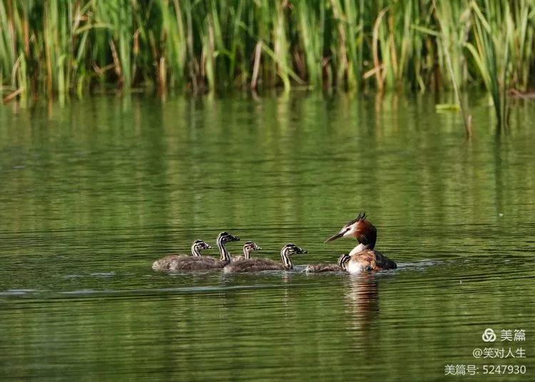 凤头鸊鷉粤语,斑头雁飞得最高的鸟