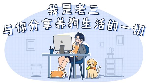 养狗新手与老手的区别,养狗为什么要养纯种犬