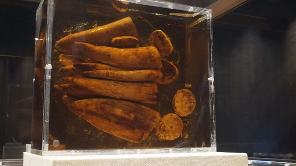 云南大象为什么往北迁徙,云南大象迁徙小象艰难爬出水沟