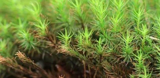 小苔藓微景观,小苔藓盆景怎么养殖