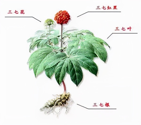 马博士讲医学视频,马博士讲养生