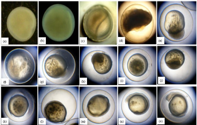 麦鲮侵入南方水系，30年成“珠江一哥”，真比罗非鱼还难缠？