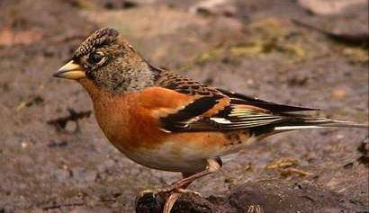 东江揽胜,惠州淡水常见鸟类图谱