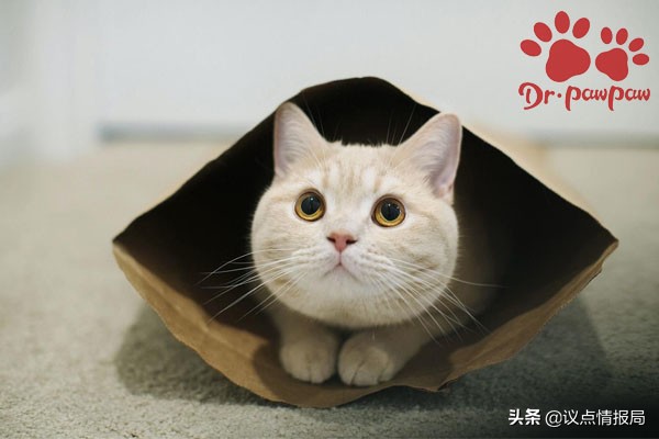 猫咪哮喘的最佳治疗方法,猫咪得了哮喘病怎么治疗
