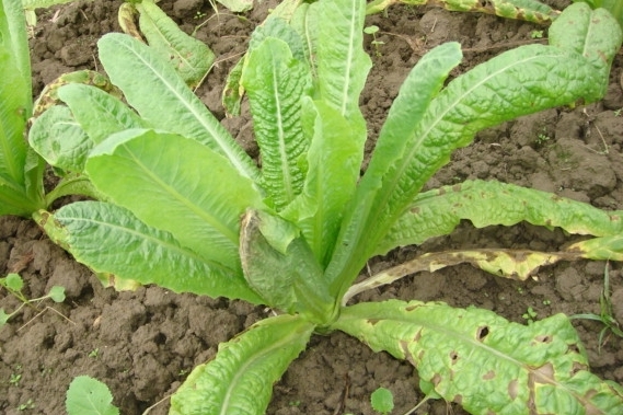 北方莴笋种植时间和产量,莴笋种植及管理方法