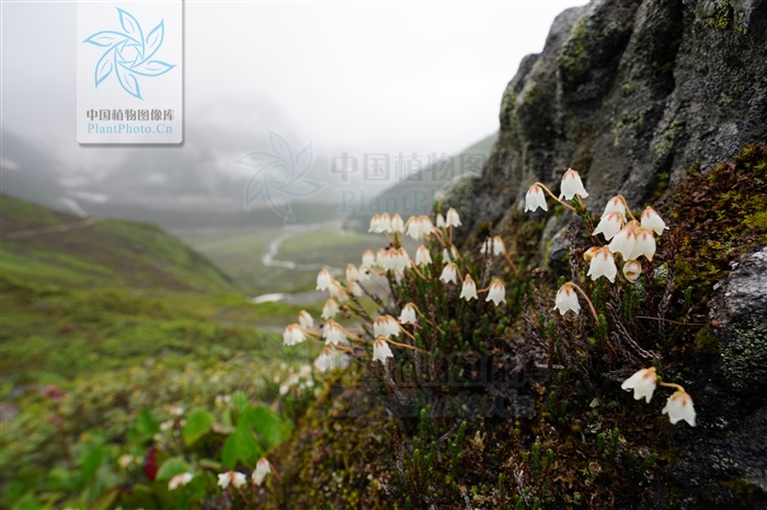 草灵芝,见过吗?用于肝胃气痛、食欲不振、神经衰弱
