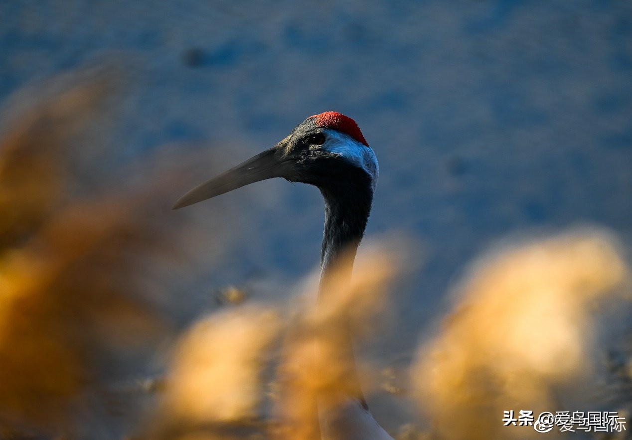 尼康z9有希望更新人像模式吗,尼康z9为什么适合打鸟