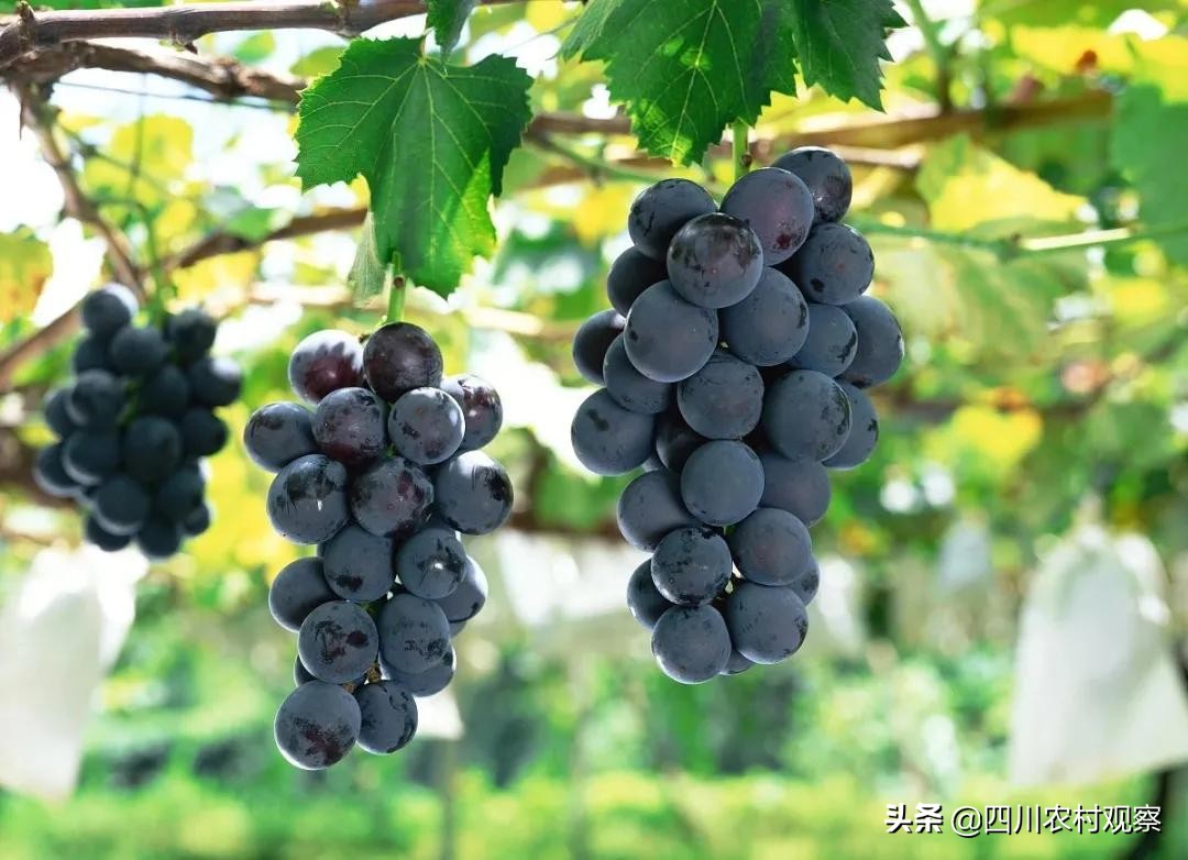 葡萄和什么水果可以放在一起保鲜,葡萄放冰箱里保鲜一个月还能吃吗