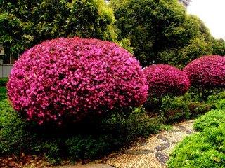 红花檵木适合做什么景观,红花檵木景观树