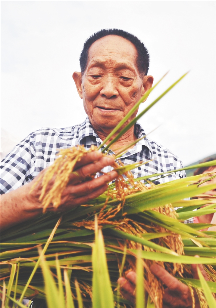 禾下乘凉梦丹心映青天诗句解说,禾下乘凉梦丹青