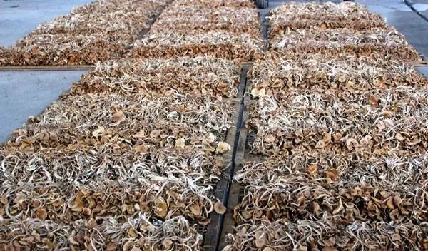 农村姑娘7年前创业投资10万,农村姑娘创业种植