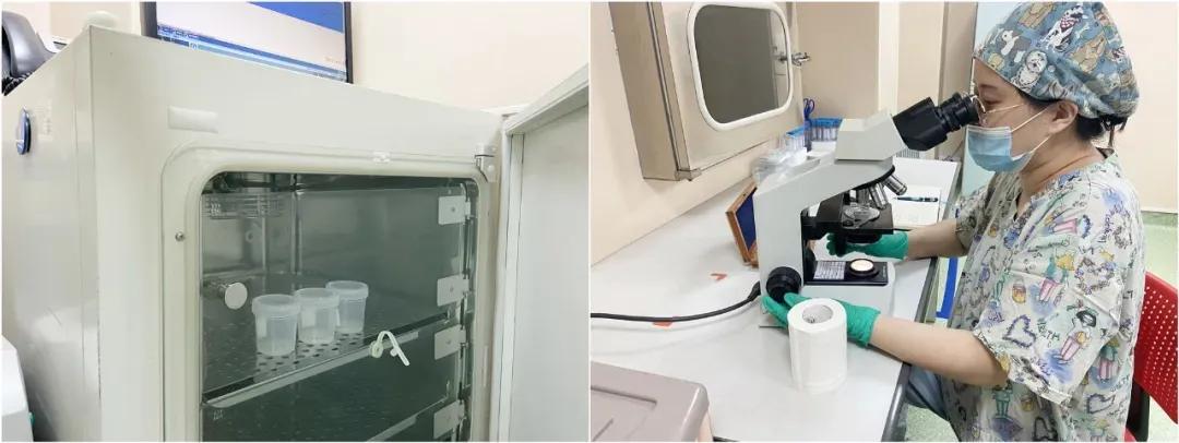 实验室探险记之胚胎小宝诞生记