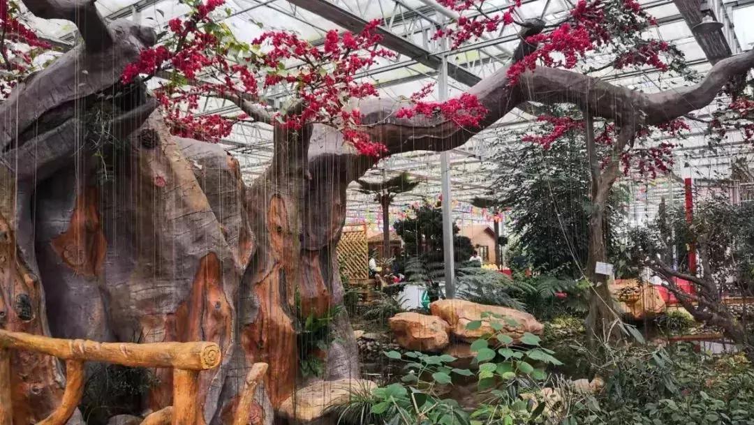 精品寒兰展,福建连城寒兰节