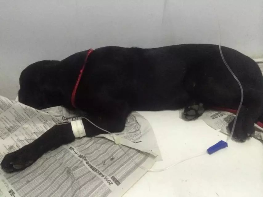 养狗怎么才能坚持下去,养狗总会把家弄乱