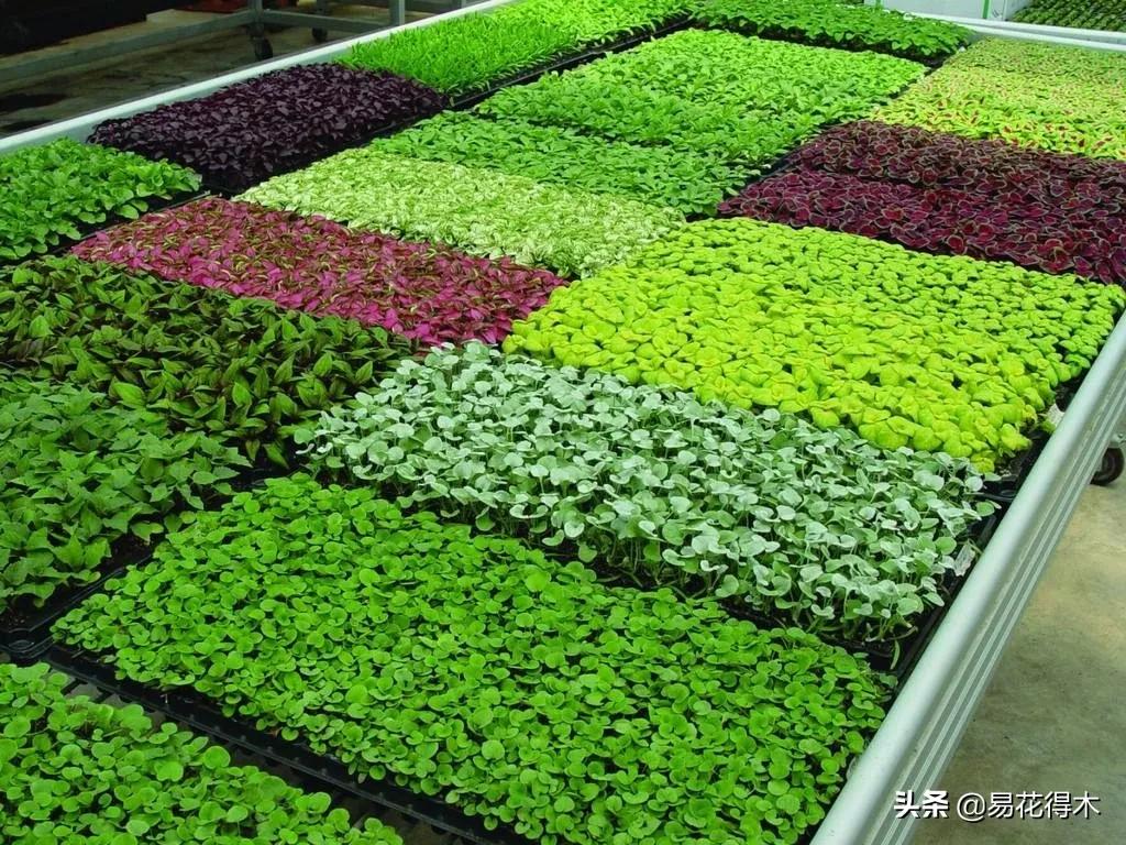 花卉栽培｜蛇木、泥炭、椰糠、松针，这些纤维类植料有什么优点？