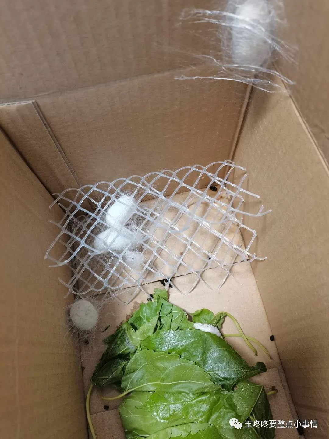 闲来无事养几条金鱼,闲来无事养两棵植物