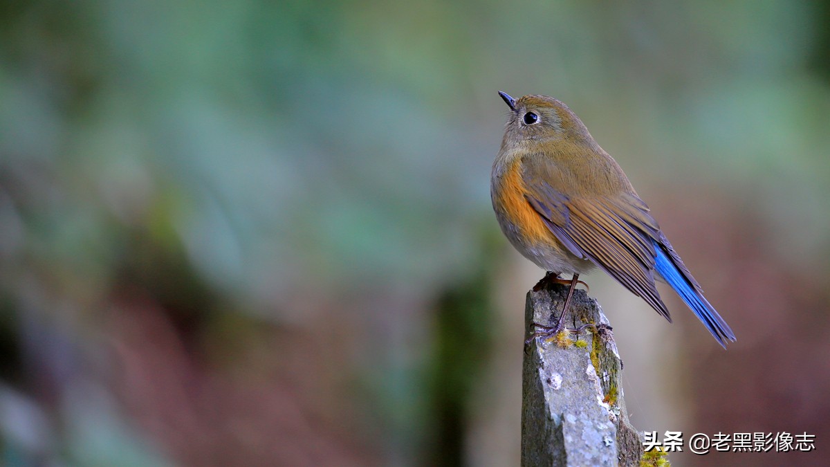 无量山镇游玩攻略一日游,无量山旅游攻略一日游多少钱