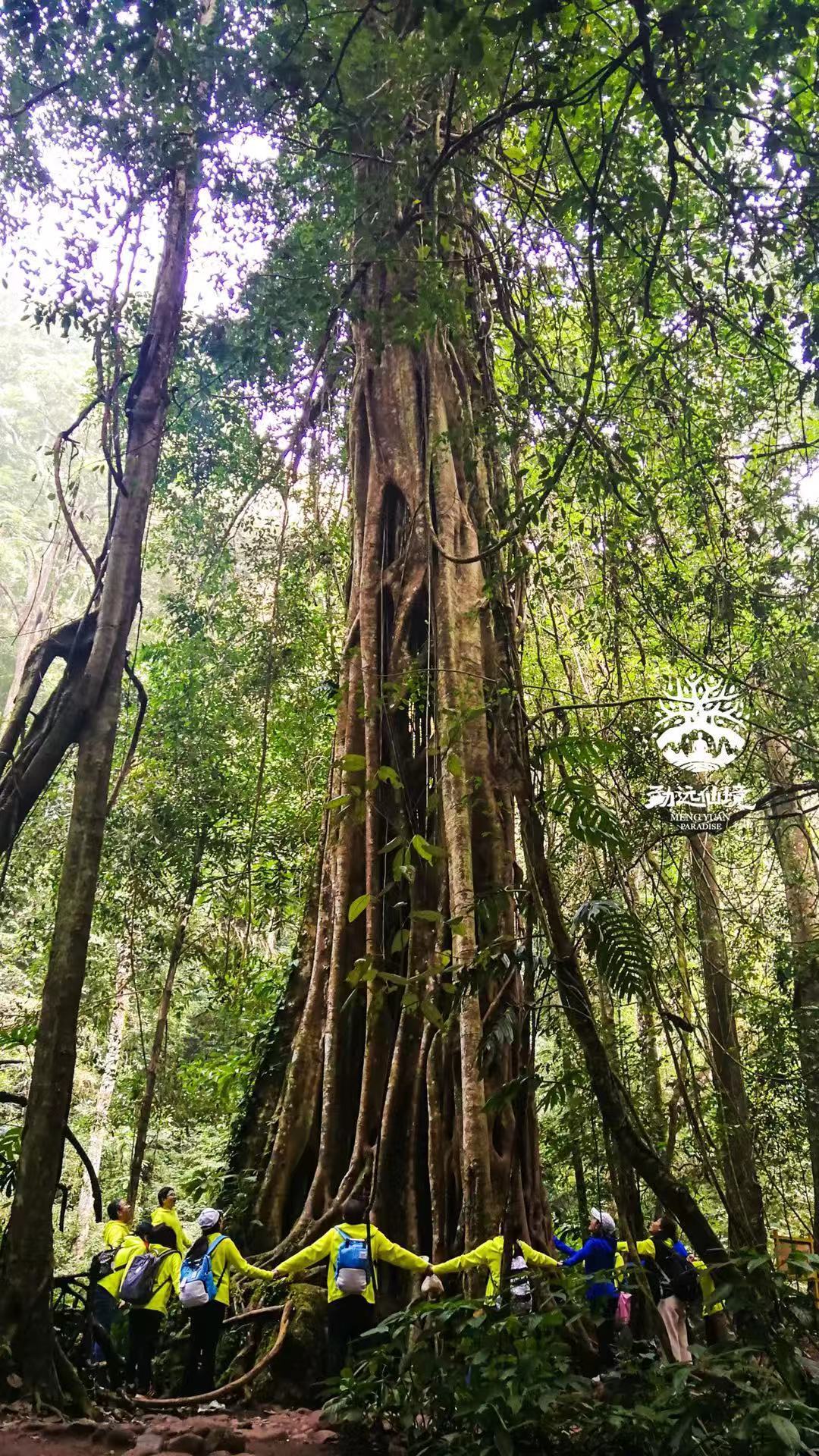 热带雨林犯罪,热带雨林案件最新结果