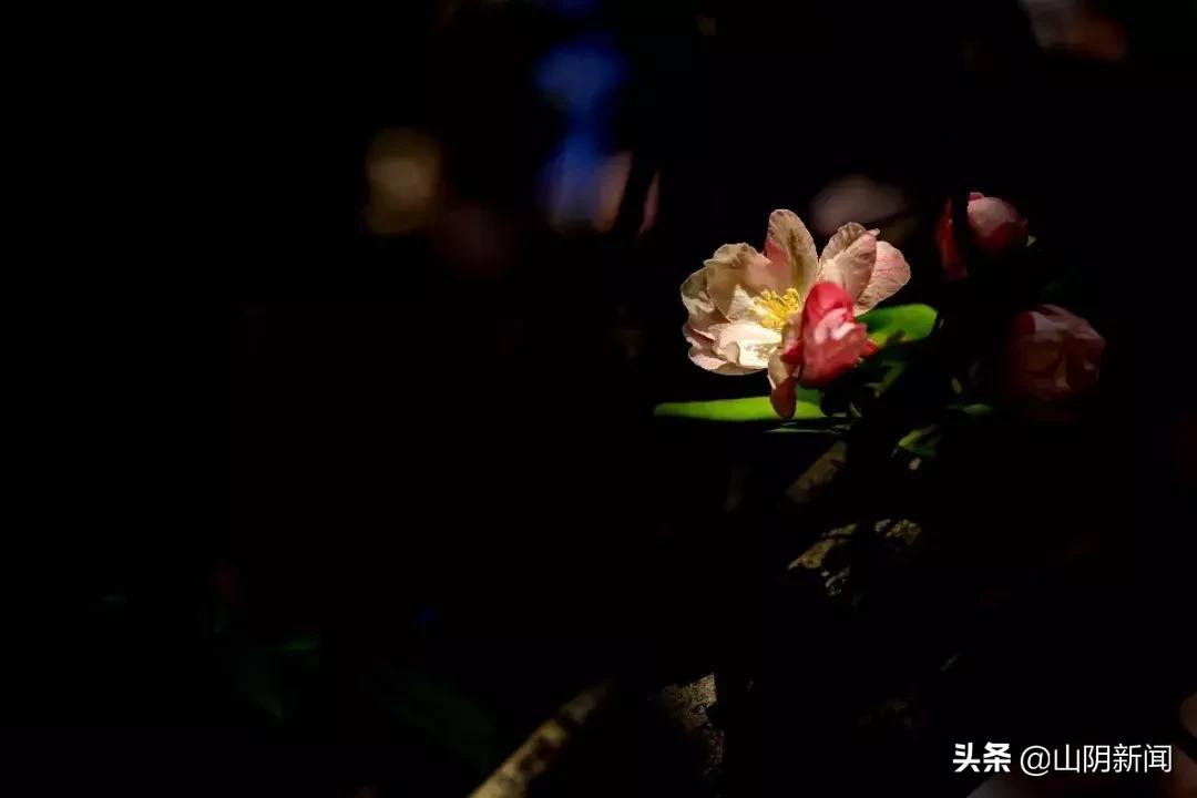 春天里最美的遇见歌曲,春天最美的文案就是油菜花