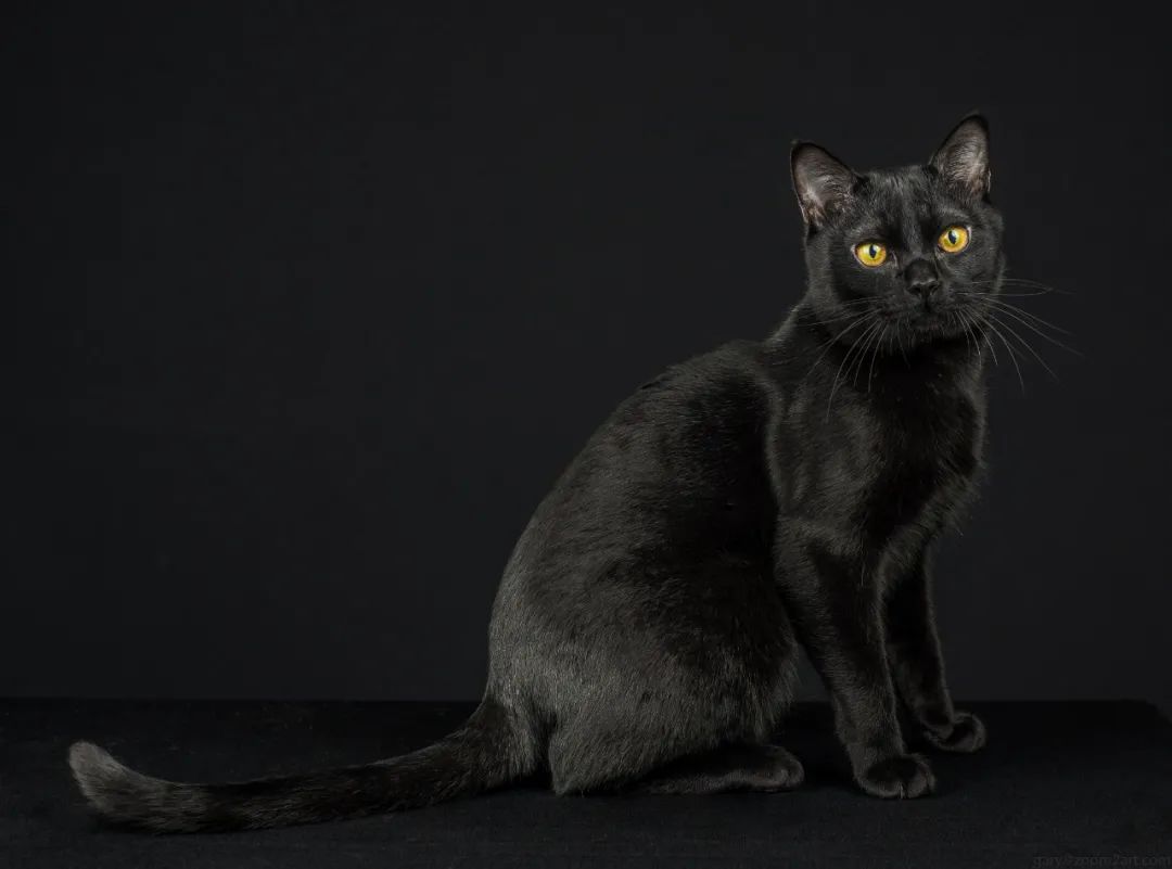 猫咪里面最温顺的是什么猫,什么猫咪是世界上最最温柔的猫咪