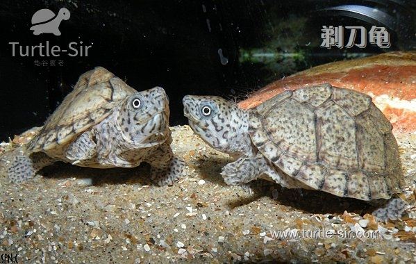 剃刀龟冬眠用水还是用苔藓,一直用水养的剃刀龟怎么产蛋