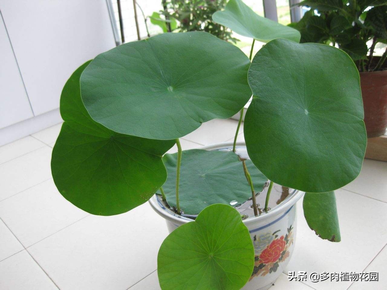 碗莲种下去多久开花,四季播种碗莲水培怎么种能开花