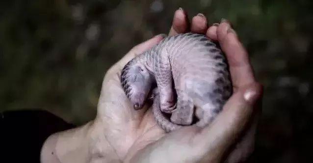 穿山甲被吃灭绝,穿山甲是被人类吃灭绝的吗