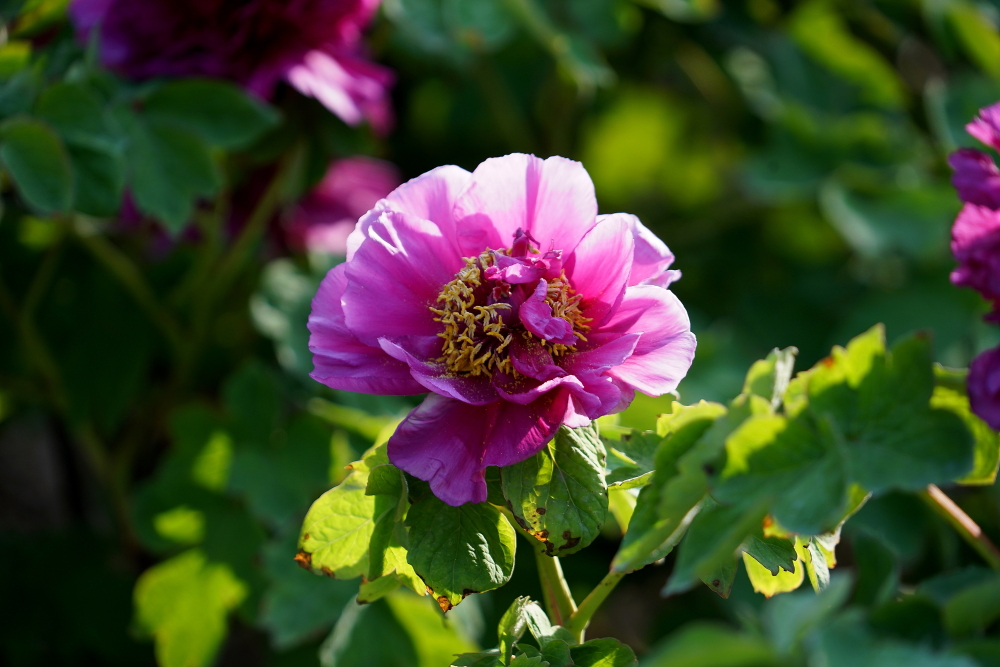 c调口琴太湖美,口琴c调太湖美