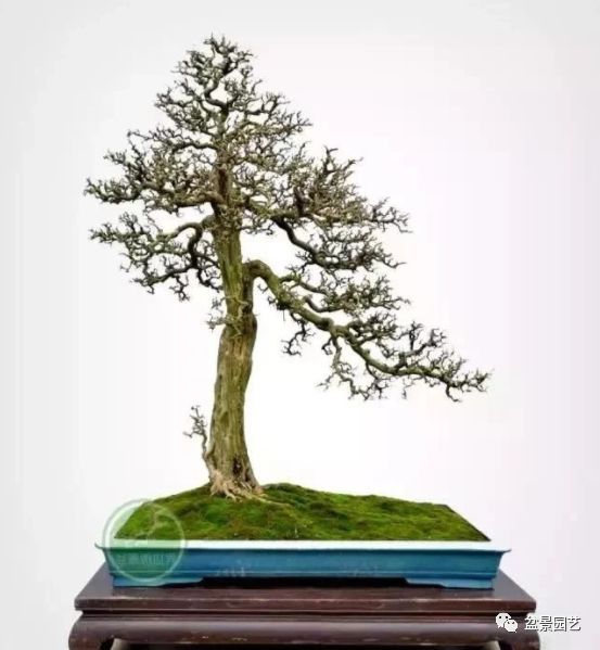 有哪些经典盆景树种,最值得收藏的六种盆景树种是哪些