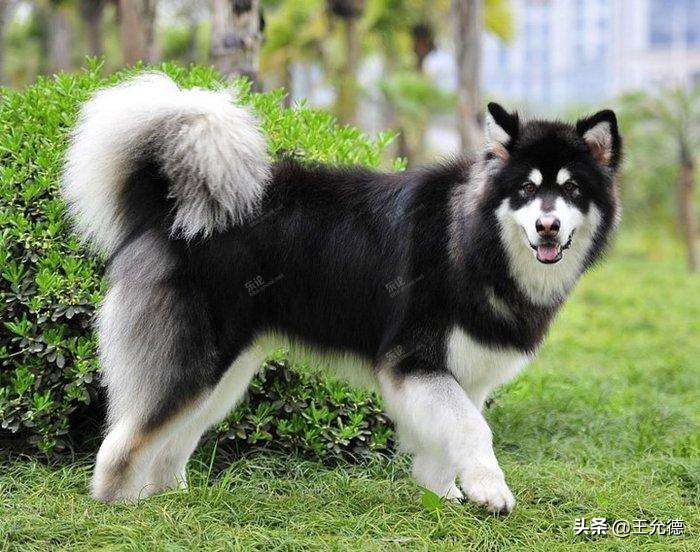 阿拉斯加怎么养才能又肥又大,为什么不建议买阿拉斯加