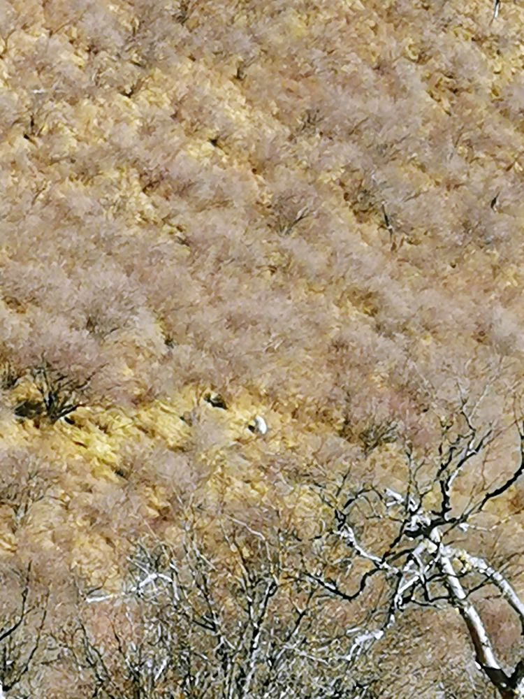 20201101惊悚之行~首阳山大坪梁单日横穿+原返