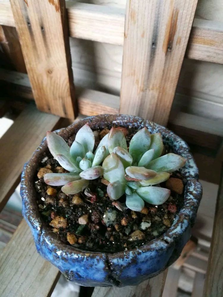 适合从小养到大的多肉,由小到大由浅入深