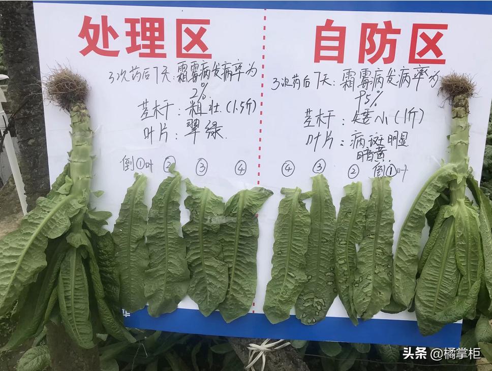 莴笋霜霉病打过药叶子变黄了,莴笋霜霉病打多菌灵有没有效果