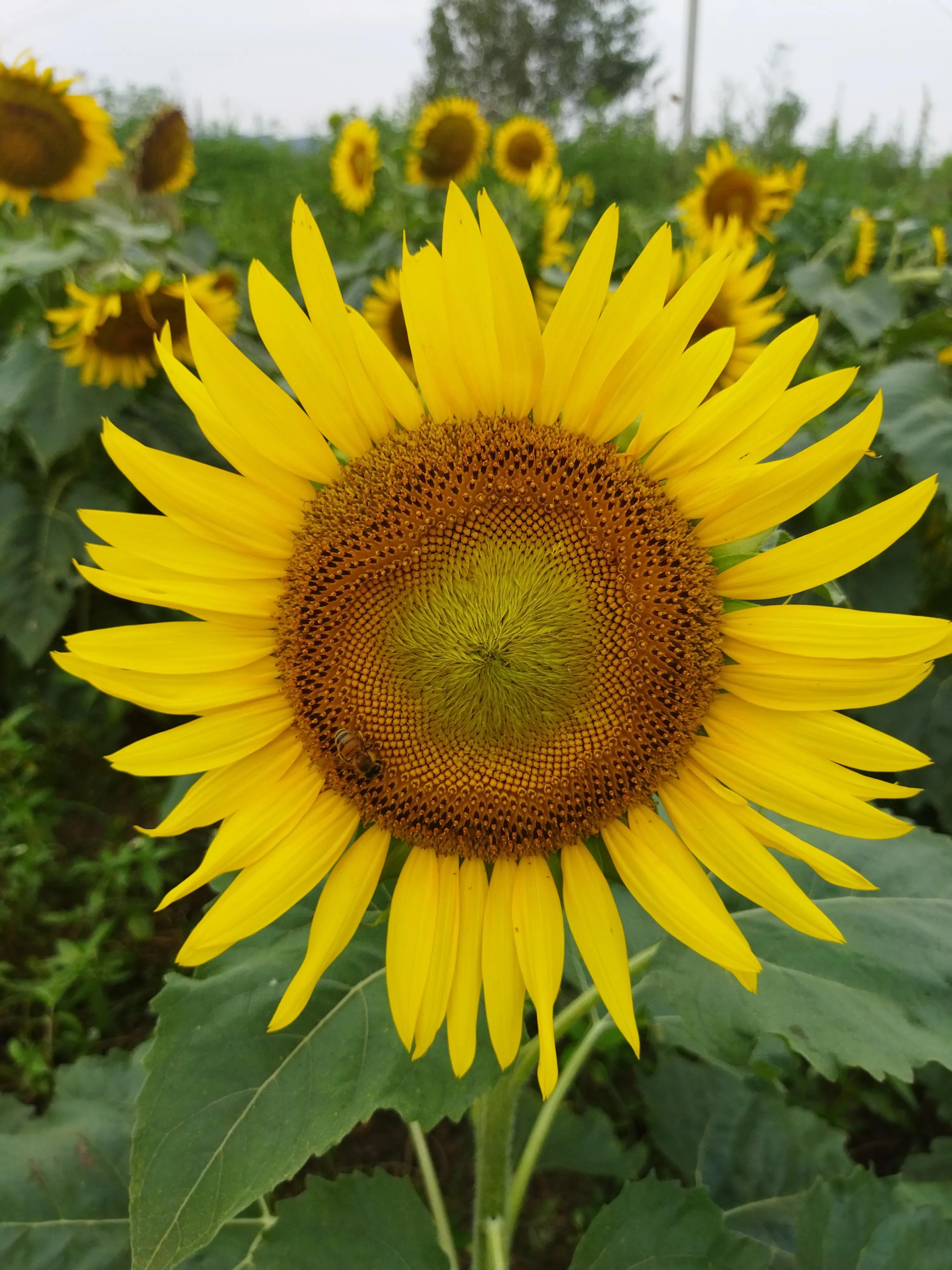 蜜蜂喂蜂蜜多少斤能酿一斤成熟蜜,5箱蜜蜂一年可以酿375千克蜂蜜
