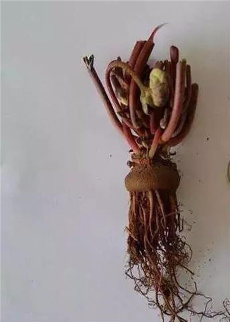 养仙客来勤做2个动作开花更多,如何养仙客来一年开几次花