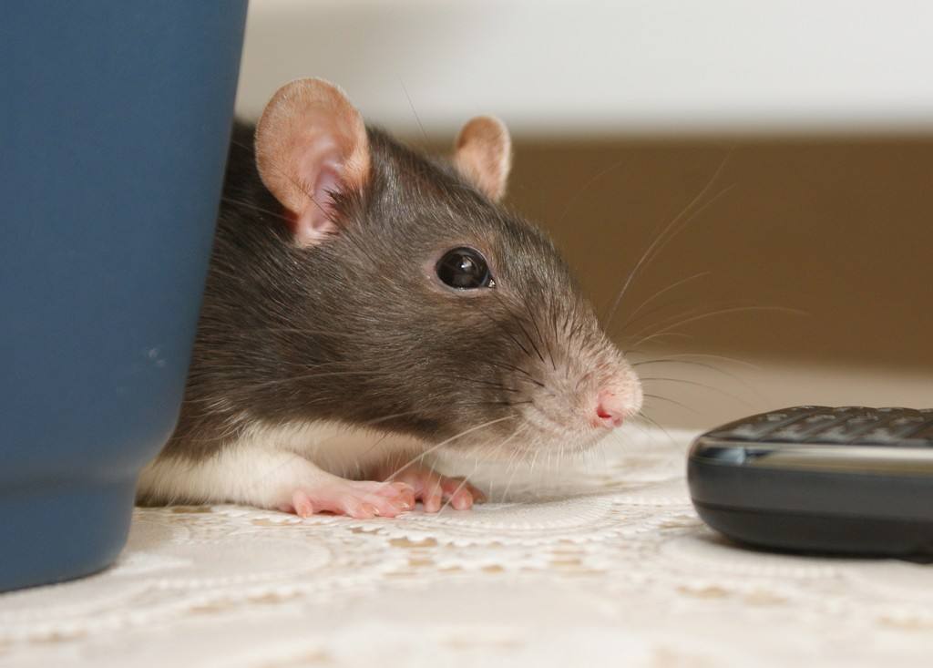 猫交配时,为什么叫声凄惨?公猫为什么要咬母猫的后颈?