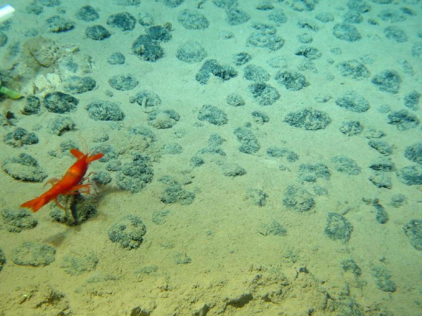海底5000米发现神秘史前怪物,海底发现5500米的生物