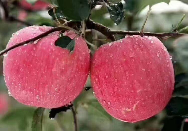 中国哪个地区的苹果最甜最好吃,中国哪里的苹果最好吃