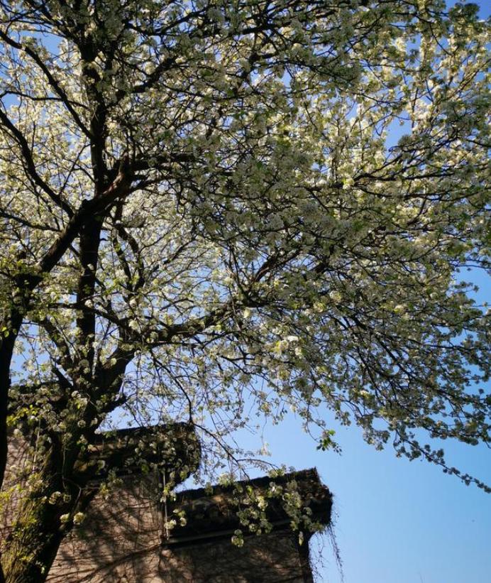 琚仐蹇樼殑杩愭渤鍙ら晣,琚腑鍥戒紶缁熸枃鍖栭仐蹇樼殑鍙ら晣