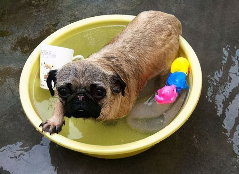 巴哥犬好养吗斗牛犬好养吗,巴哥犬为什么禁养