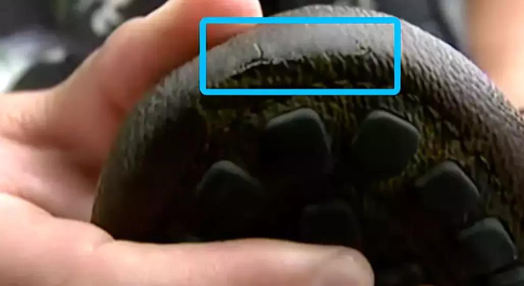 花了2万多买的包包,花两万多买的lv去当铺说是假的