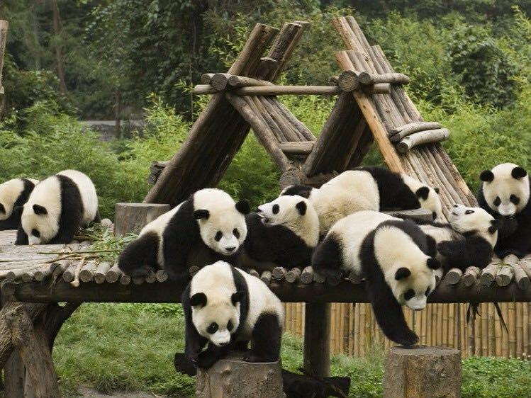 熊猫是不是可以以个人名义领养,在中国领养熊猫要什么条件