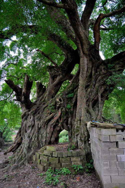 古村探险视频,古村探险攻略