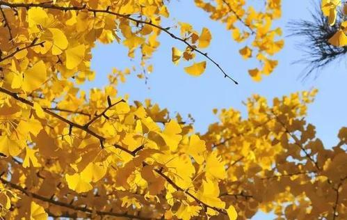 庭院常见的吉祥树,一