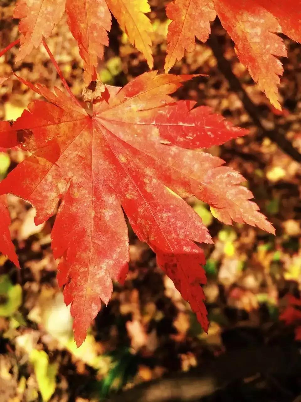 秋天来本溪赏枫叶,醉美枫叶季