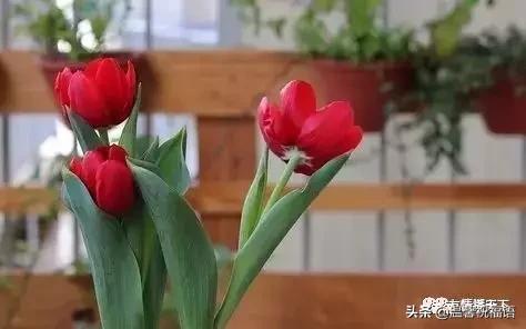 《家庭兴旺歌》《和谐歌》《夫妻歌》太绝了!句句精辟