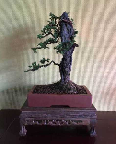 适合做附石盆景的植物,附石盆景如何固定石头